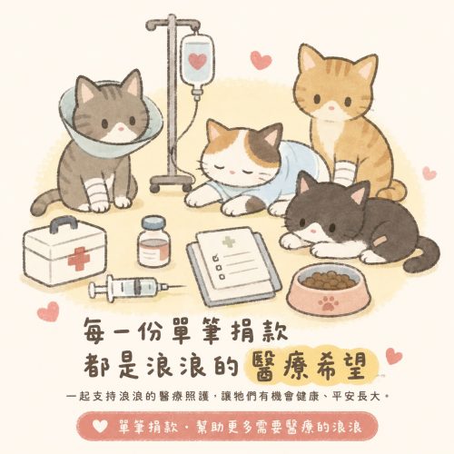 【單筆捐款】支持浪貓醫療救援，化作浪浪的守護星