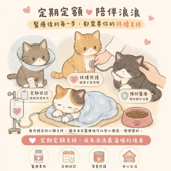 【定期定額】浪貓醫療照護計畫，溫柔撫平牠們的傷口