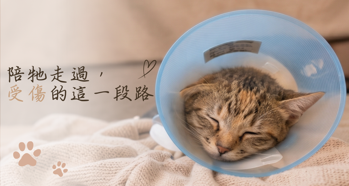 【單筆捐款】支持浪貓醫療救援，化作浪浪的守護星